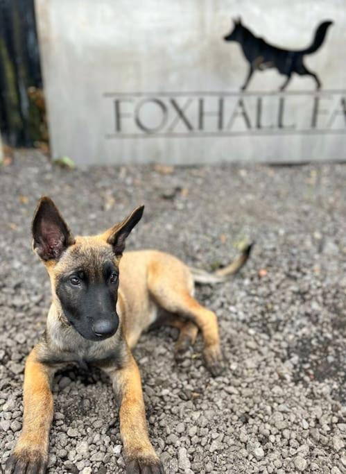 Foxhall Farm Thirsk Dış mekan fotoğraf