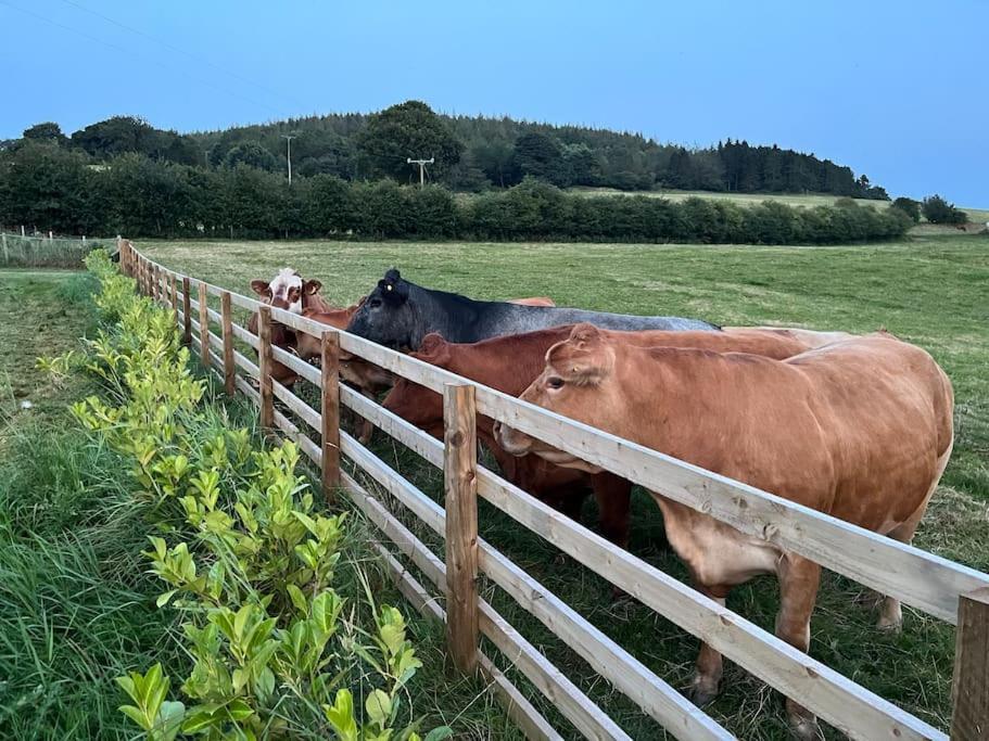 Foxhall Farm Thirsk Dış mekan fotoğraf