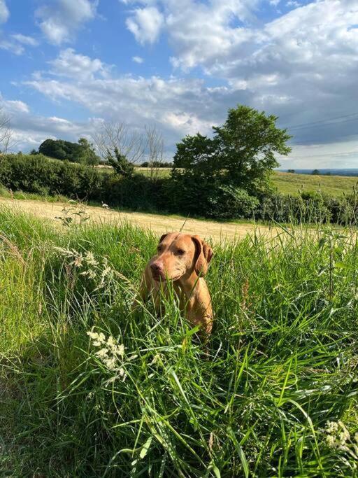 Foxhall Farm Thirsk Dış mekan fotoğraf